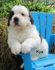 Saint Bernard. AKc Reg.ready. Reduced.1 Girl.
